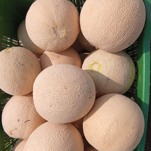 MUSK MELON